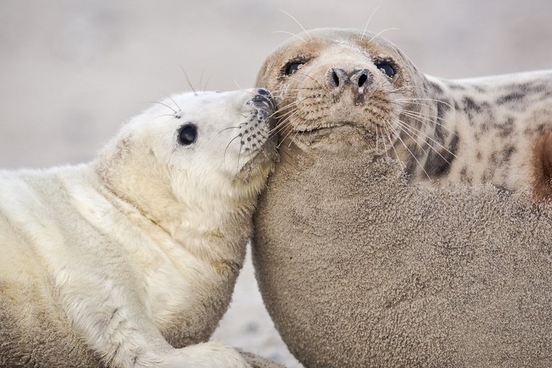 Robben an der polnischen Ostsee