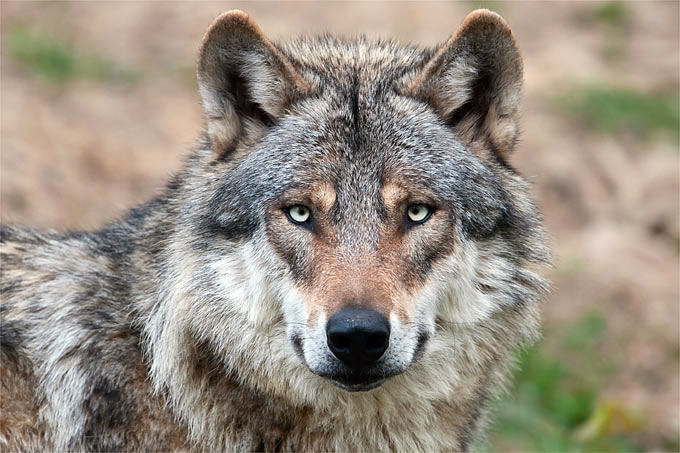 Keine Angst vorm Wolf in Polen