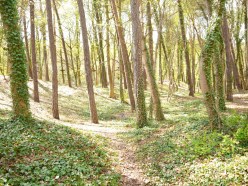 Ehemaliger neuer j discher Friedhof