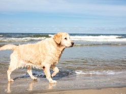 Hundestrand in Swinem nde